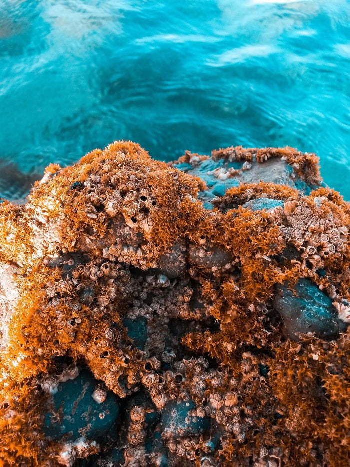 Coraux dans la mer